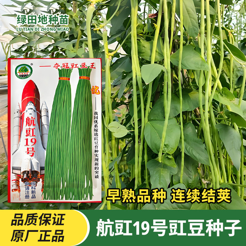 航豇19号豇豆种子长豆角种籽