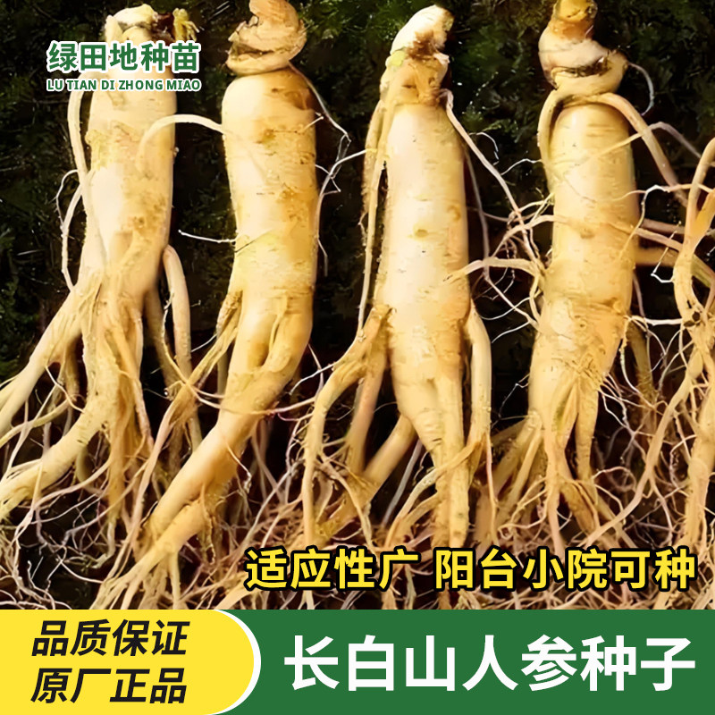人参种子人参籽山参种子党参种子园参种子蔬菜种子籽阳台小院种植