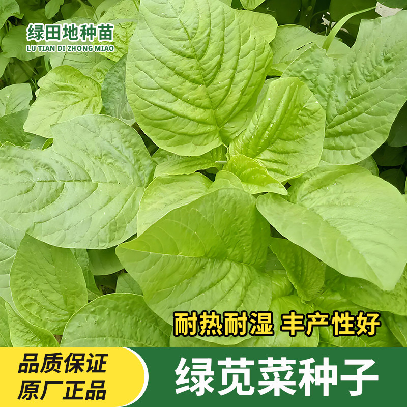 圆叶绿苋菜种子四季蔬菜种子