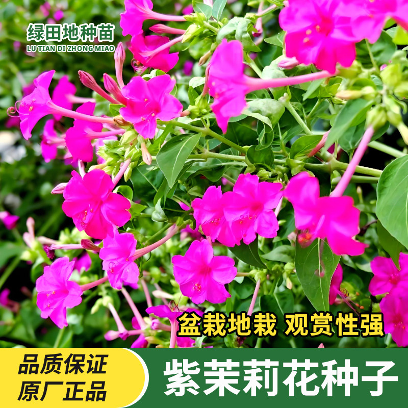 紫茉莉花种子混色茉莉地雷花种籽夜晚花胭脂花籽阳台盆栽花卉种子