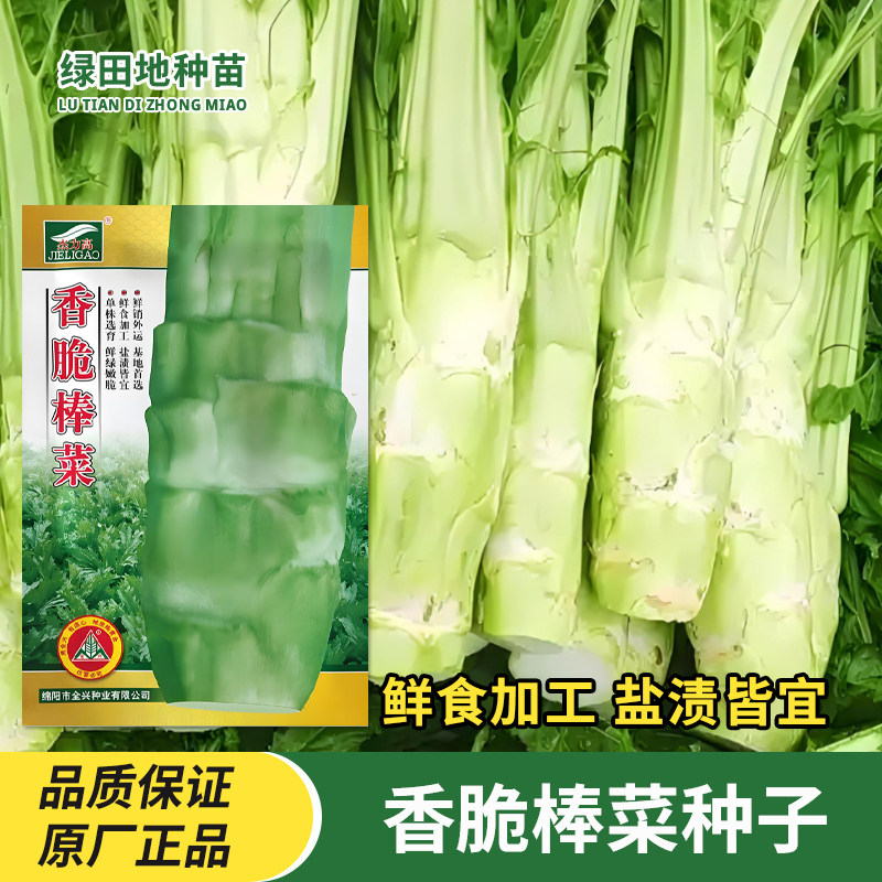 香脆棒菜种子腌制芥菜种籽