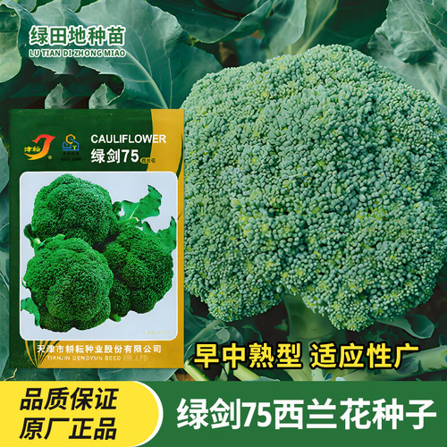 津耘绿剑75西兰花种子