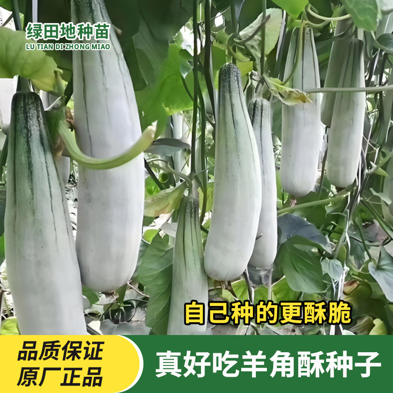 真好吃羊角酥种子羊角蜜