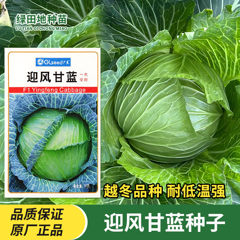 广良迎风甘蓝种子日本越冬甘蓝