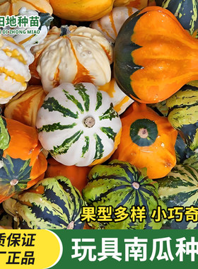 七彩玩具南瓜种子疙瘩葫芦