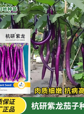杭研紫龙茄子种子紫长茄线茄紫色抗病高产盆栽农家菜园蔬菜种子籽