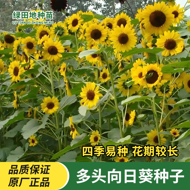 多头向日葵种子观赏食用