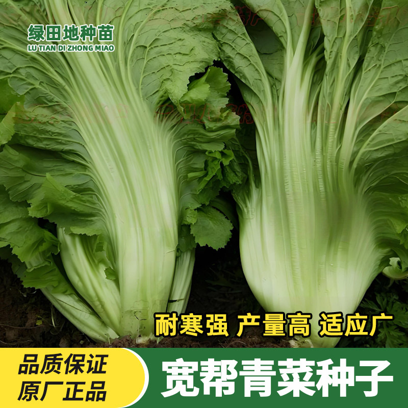 宽帮青菜种子四川特色芥菜种籽