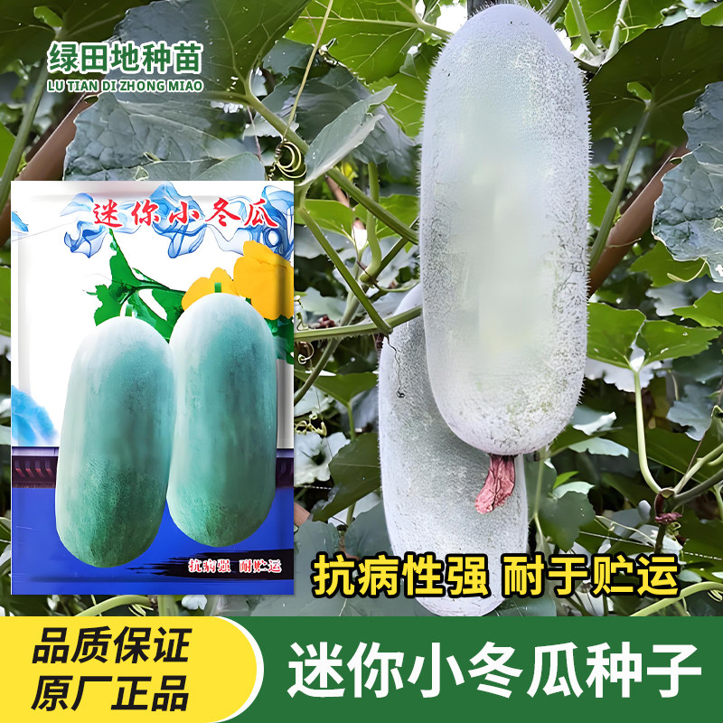 迷你小冬瓜种子粉皮香冬瓜