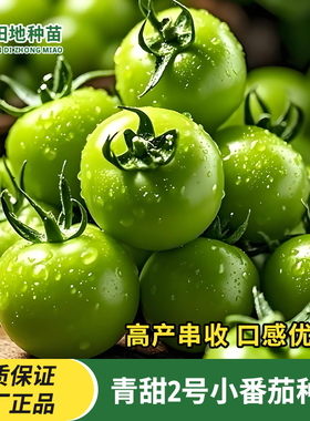 青甜2号小番茄种子矮生盆栽籽迷你西红柿种籽绿色圣女果蔬菜种孑