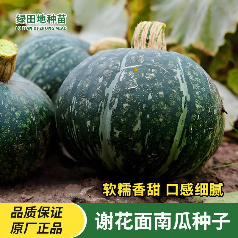 谢花面南瓜种子东北土产老倭瓜窝瓜种籽易种软甜家庭田园蔬菜种子