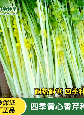 四季黄心香芹种子鸡蛋黄水果芹菜种黄绿色香脆无筋秋冬季蔬菜种子