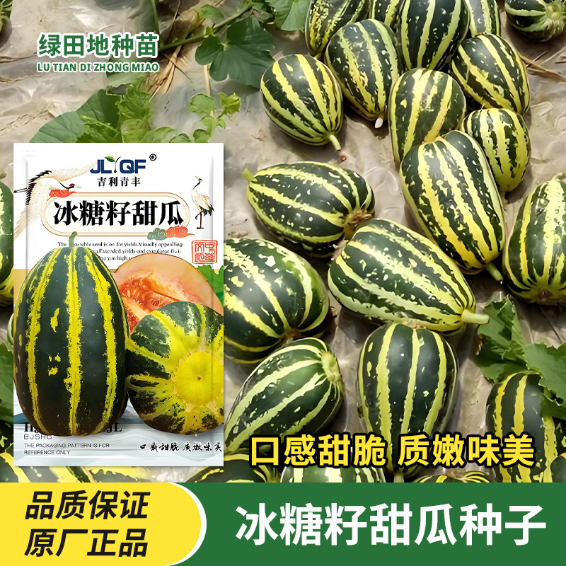 冰糖籽甜瓜种子甜掉牙