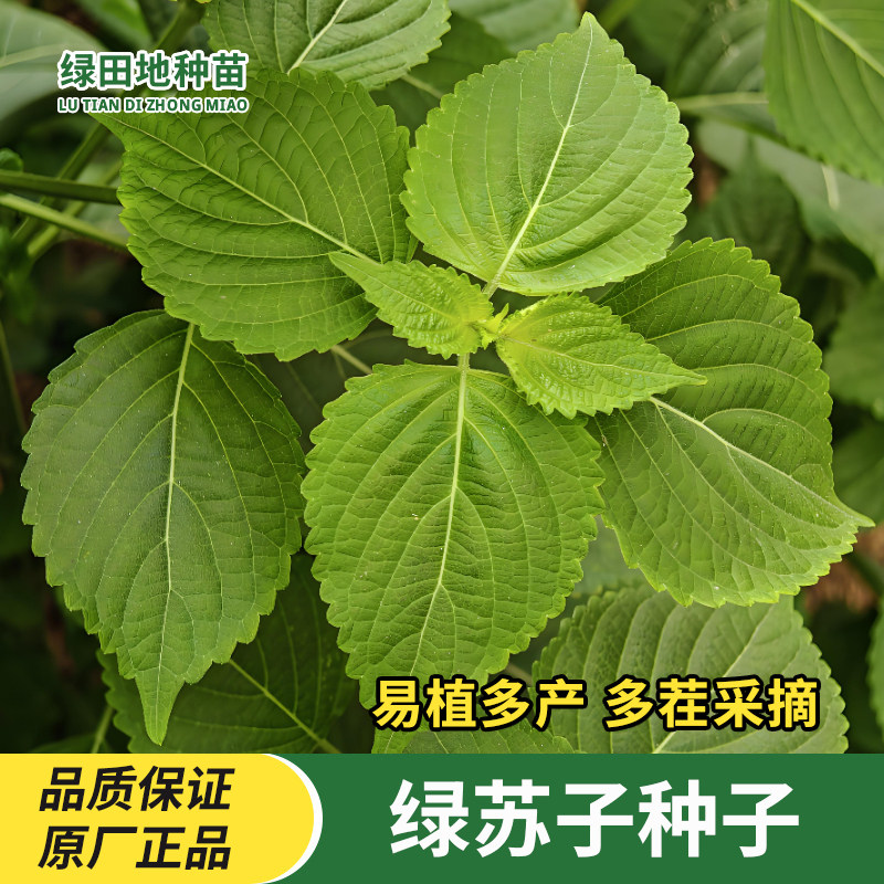 大叶绿苏子种子阳台盆栽蔬菜种子