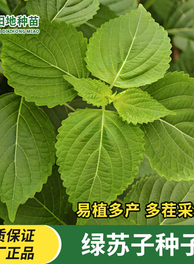 大叶绿苏子种子白苏日本食用绿色紫苏种子籽四季阳台盆栽蔬菜种子