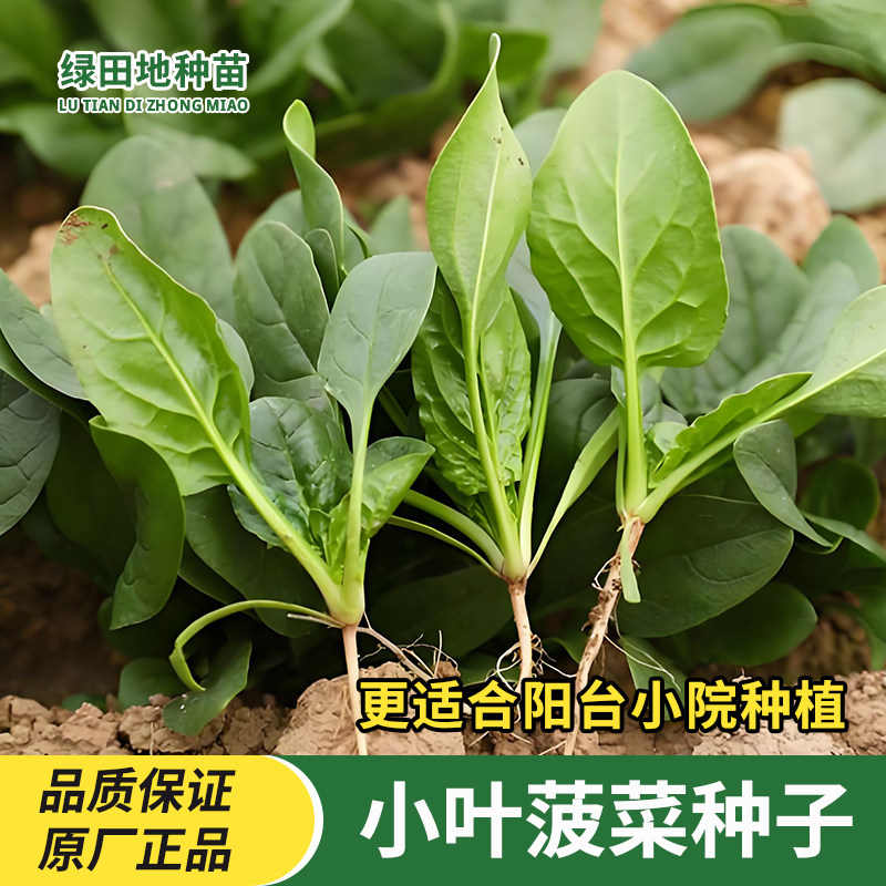 小叶菠菜种子四季波菜种籽