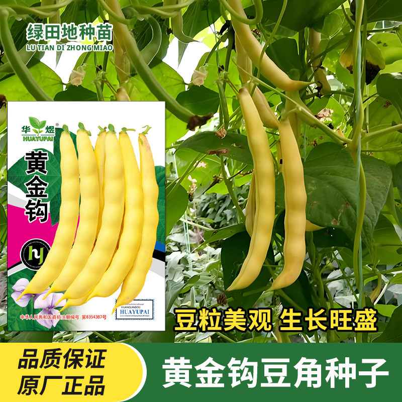 黄金钩豆角种子黄金勾油豆