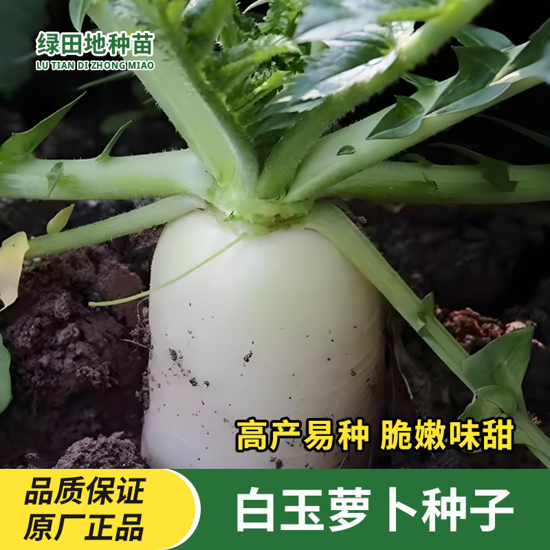 白玉萝卜种子四季播种