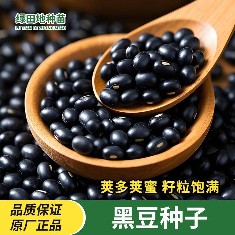 黑豆种子黑小豆种子大粒