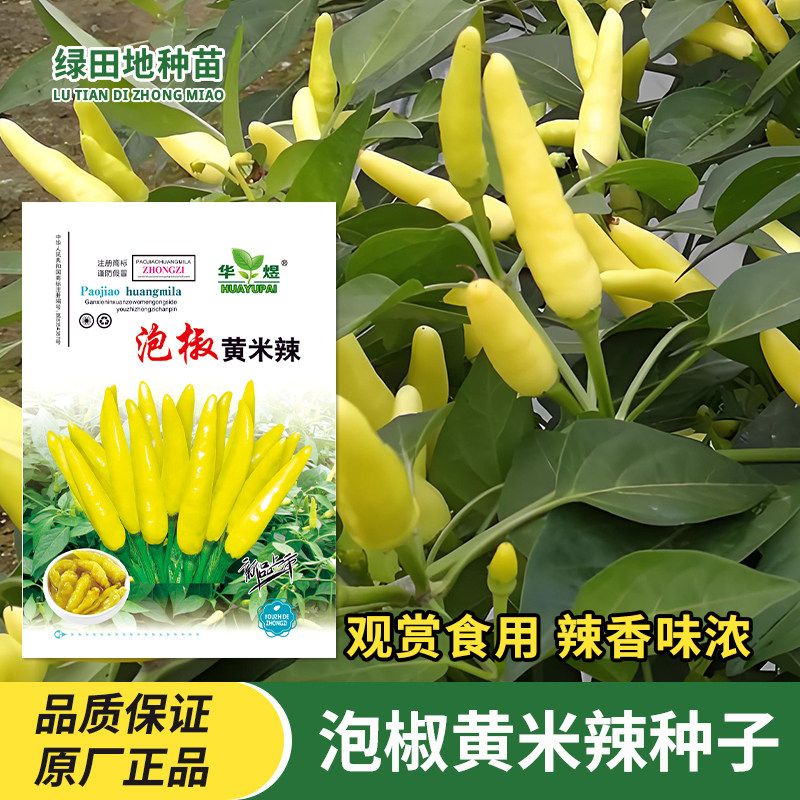 泡椒黄米辣种子辣椒种子