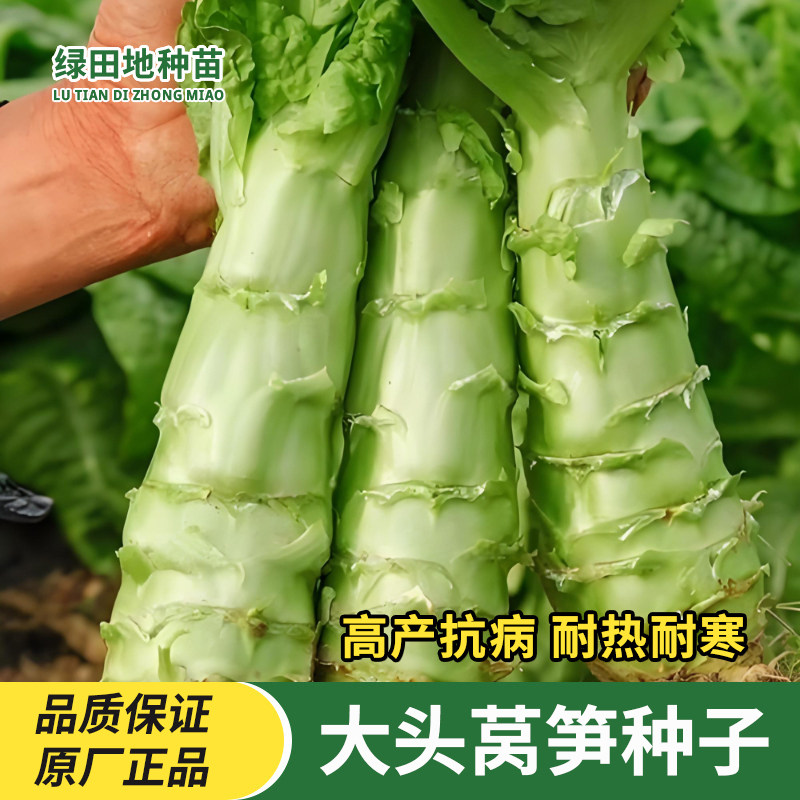 高产大头莴笋种子蔬菜种子