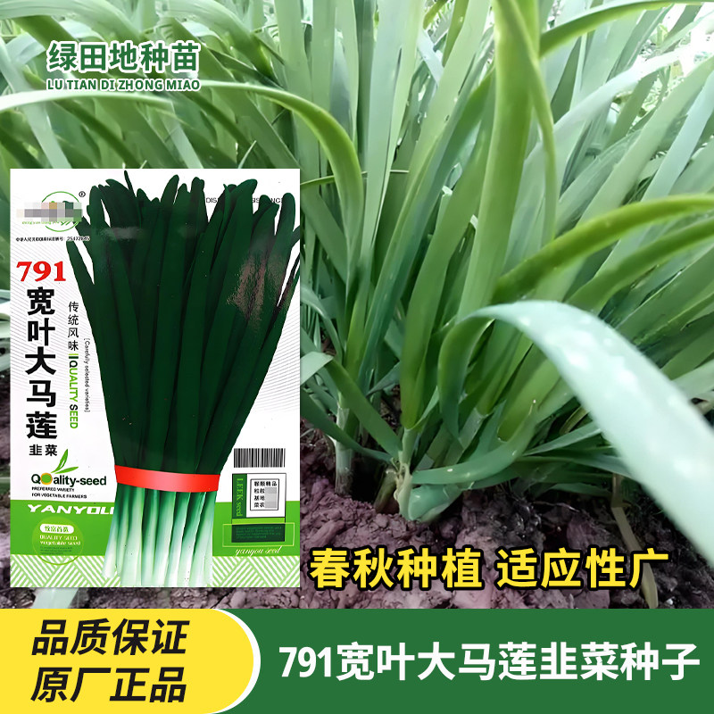 中研791宽叶大马莲韭菜种子
