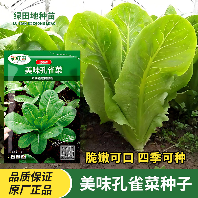 美味孔雀菜种子直立生菜