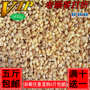 2025年新米东北大麦仁/小麦仁去皮大麦仁大麦米五谷杂粮粗粮500克