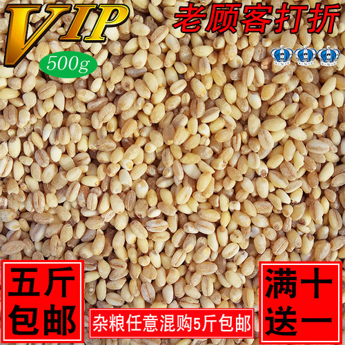 2025年新东北小麦仁\大麦仁五谷