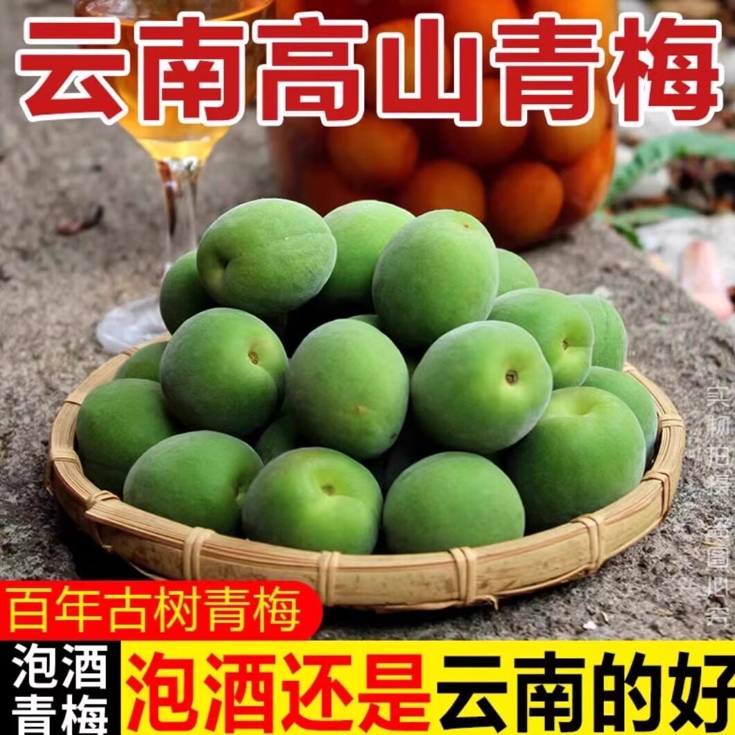云南老树青梅胭脂梅熟了空运拿到可以泡青梅酒做各种梅子美食