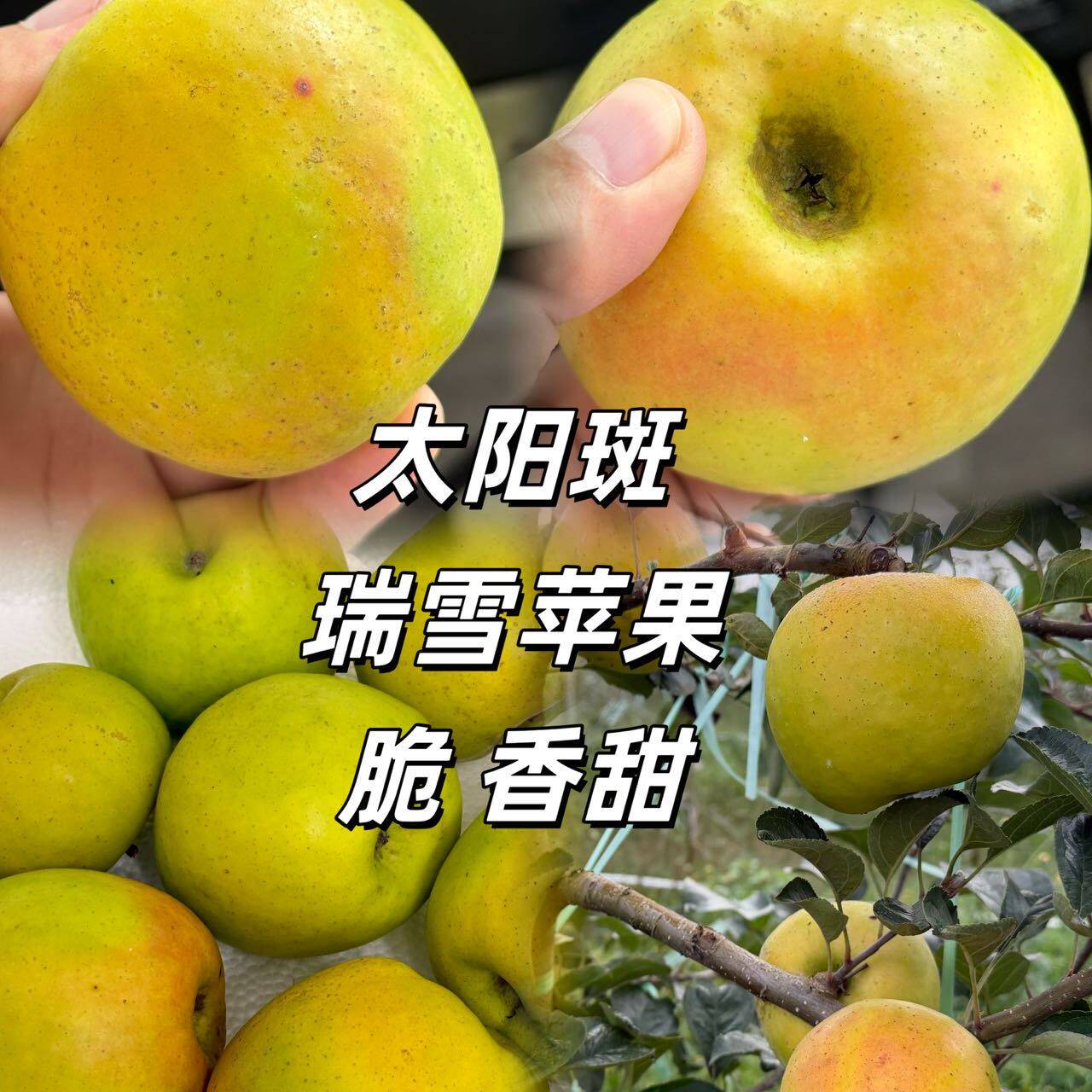 顺丰快递瑕疵果自家果园云南瑞雪苹果脆甜多汁蜜香不套袋脆甜爽口