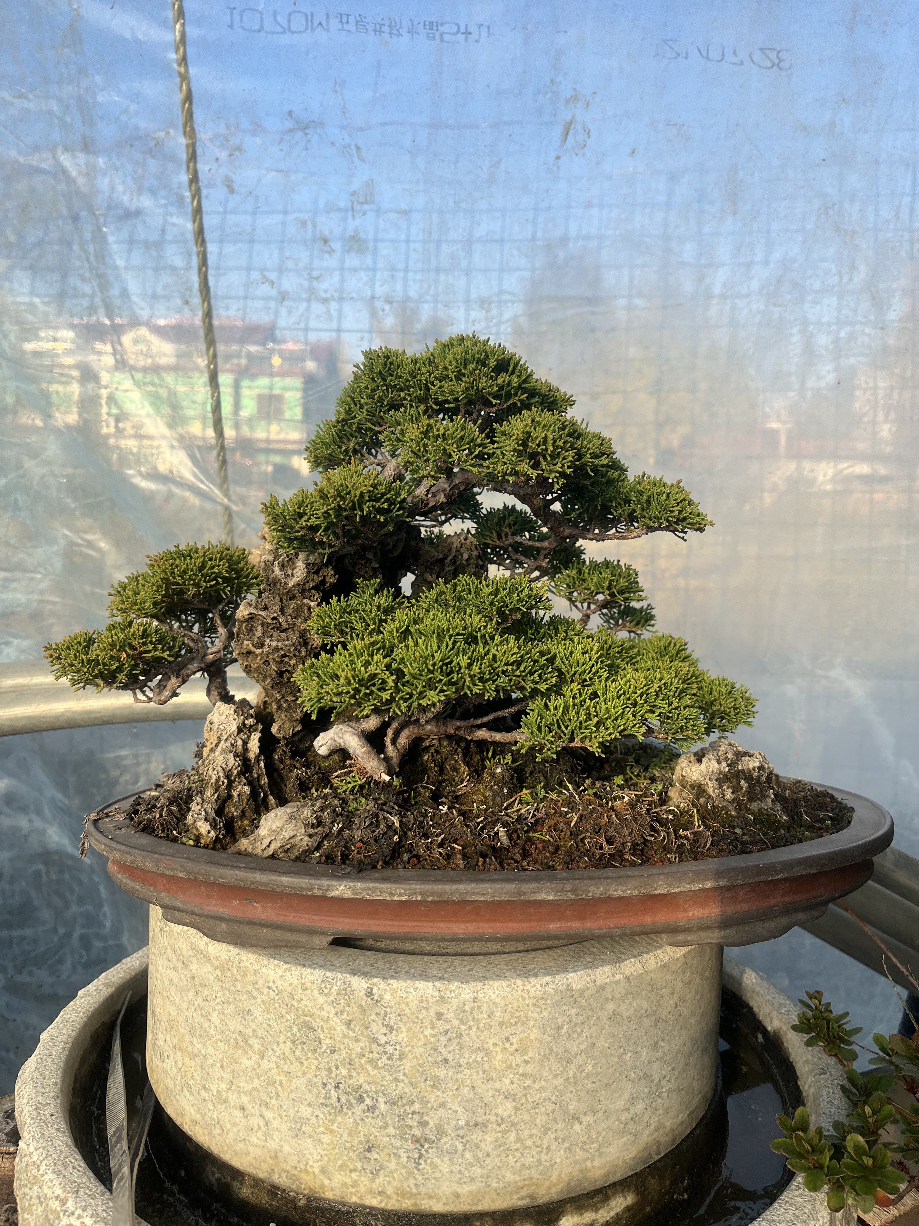 进口日本微型宫阪系鱼川 济州柏系鱼川真柏小苗盆景绿植一物一拍