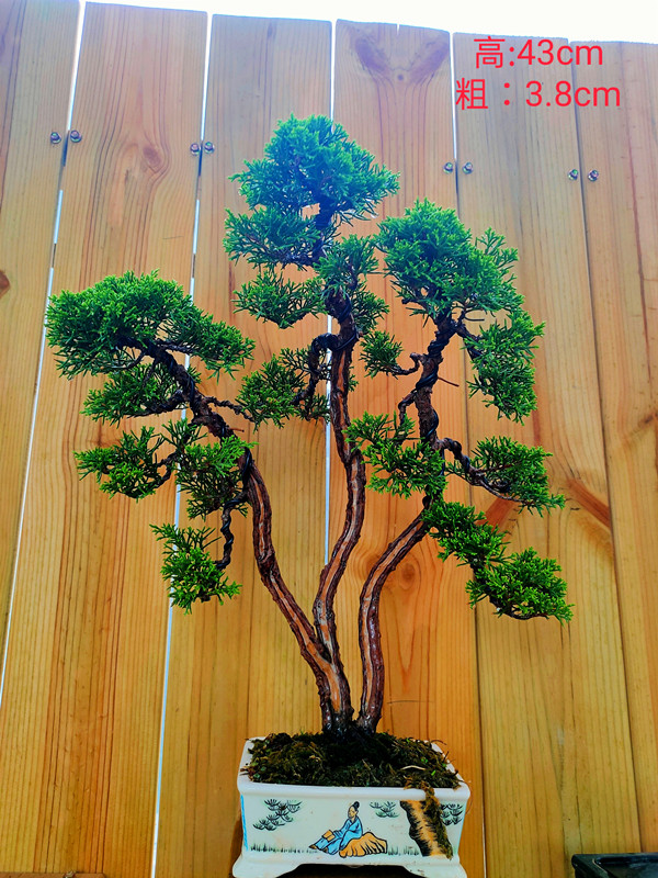 实拍进口一本三杆系鱼川真柏盆景精品系鱼川一物一拍