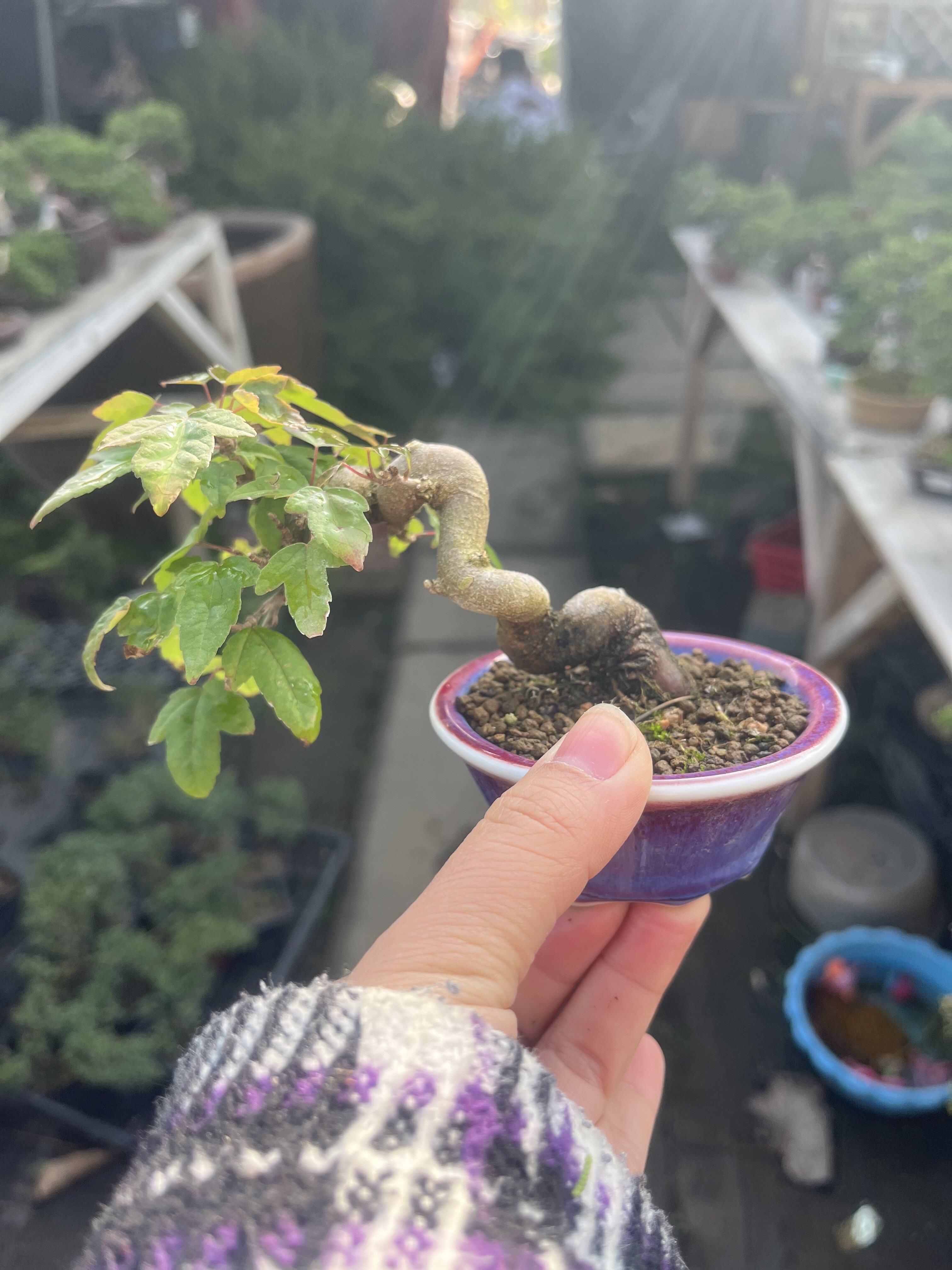 新三角枫盆景微型植物书房茶台办公桌阳台窗台唐枫盆栽绿植观叶销