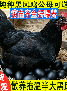 正宗一斤青年黑风鸡活苗半大拖温出壳苗黑壳蛋鸡土鸡苗宠物鸡活苗