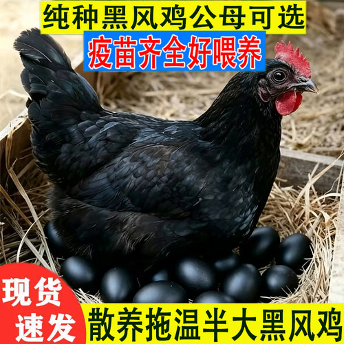 正宗一斤青年黑风鸡活苗半大拖温黑风鸡黑壳蛋鸡土鸡苗宠物鸡活苗