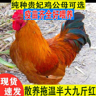 1斤青年九斤红公鸡活苗拖温散养红瑶公鸡活苗红玉公鸡活苗宠物鸡