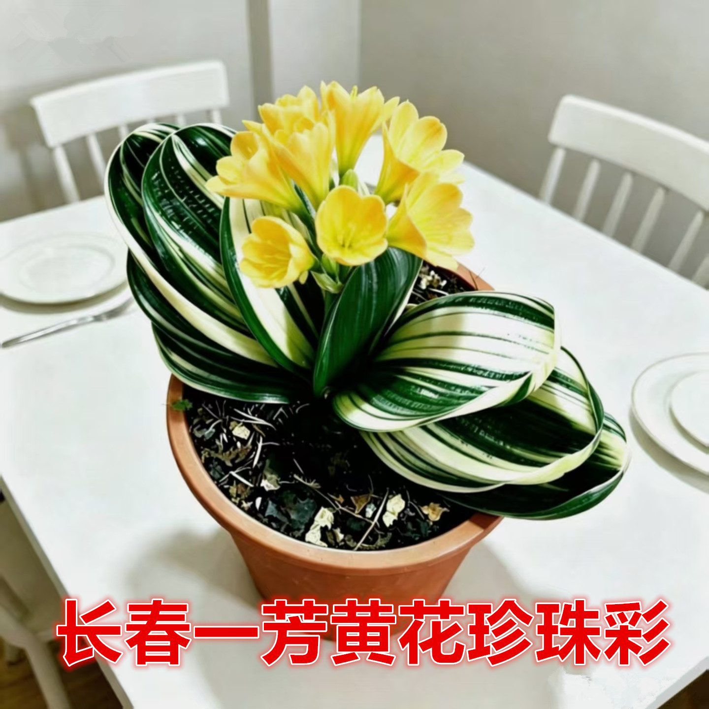 长春一芳黄花珍珠彩君子兰宽短圆叶金丝小苗花卉盆栽原盆发货好养