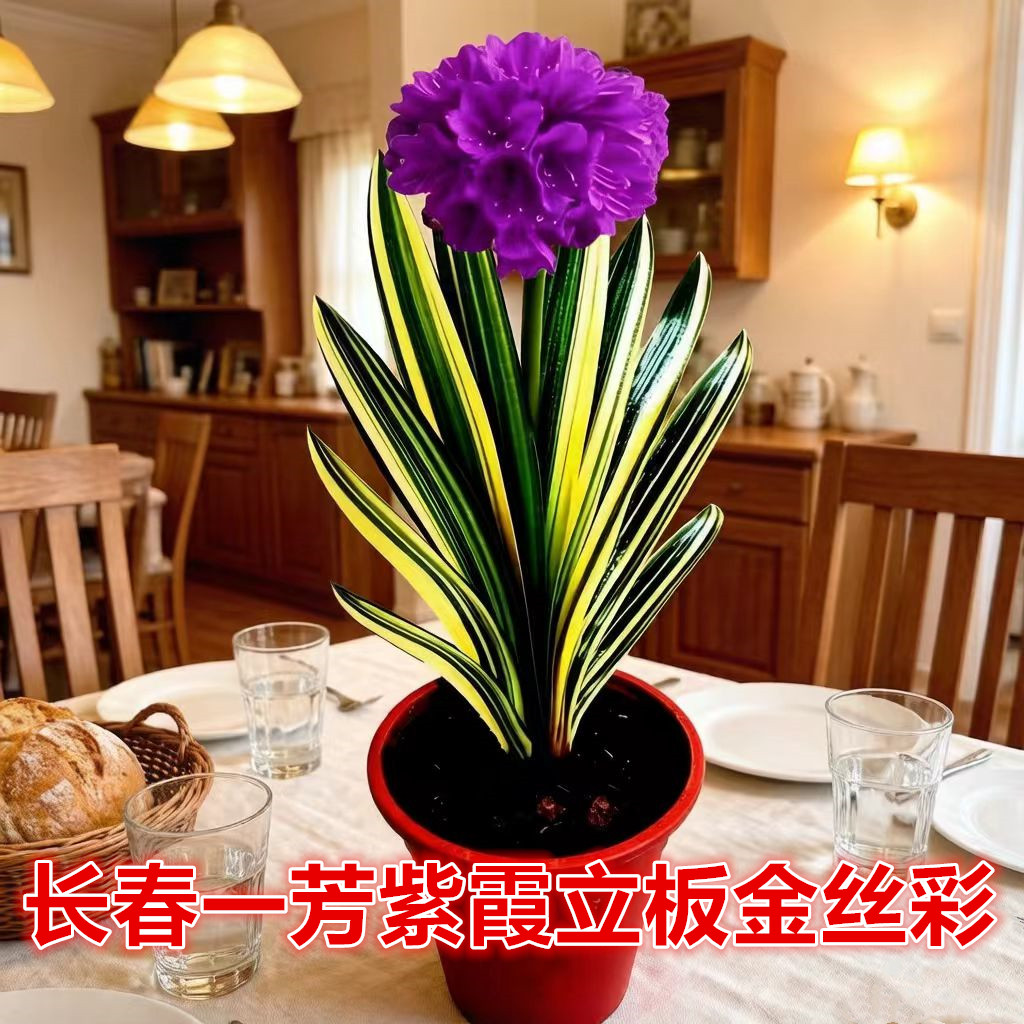 长春一芳精品紫霞立板金丝彩色君子兰小苗盆栽花卉绿植原盆土发货