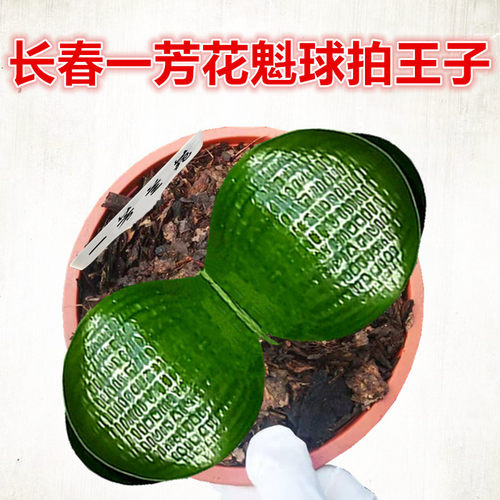 花魁宽短叶麻脸球拍油匠君子兰