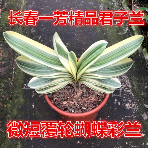 长春精品君子兰微短覆轮蝴蝶