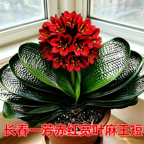 一芳赤红宽叶麻王君子兰易养