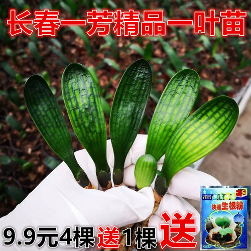君子兰精品小苗花卉绿植窗台阳台