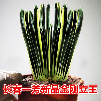 金刚短叶油匠深坑立板盆栽小苗