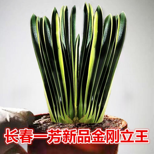 金刚短叶油匠深坑立板盆栽小苗