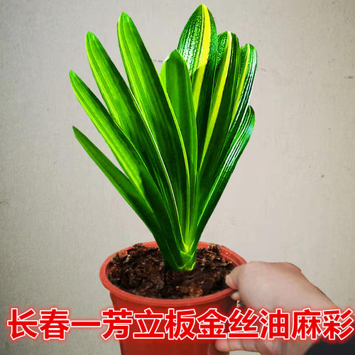 长春君子兰立板短叶金丝油麻彩