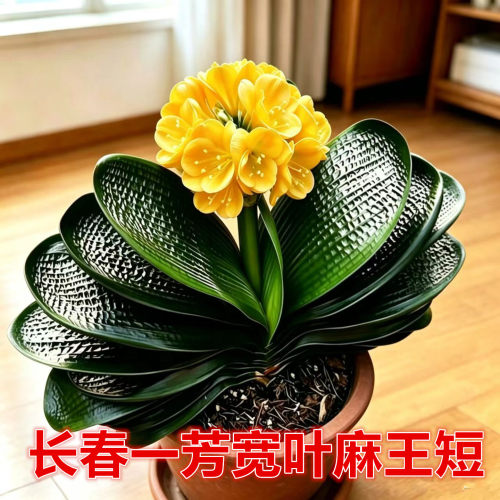 黄花宽短圆麻王君子兰好养易活