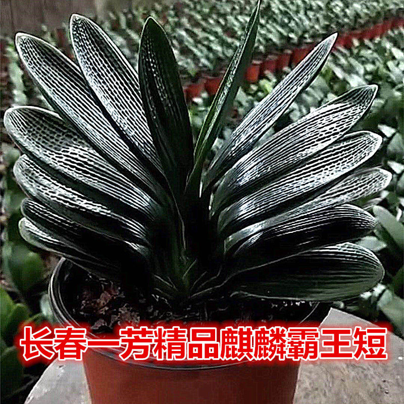 麒麟霸王宽短叶坑纹技师君子兰