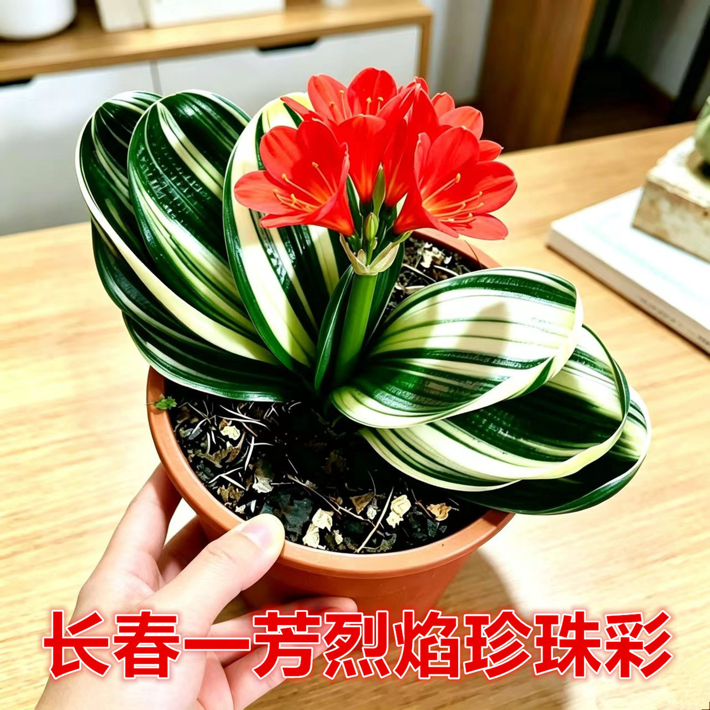 一芳珍珠彩宽短圆叶金丝绿植好养