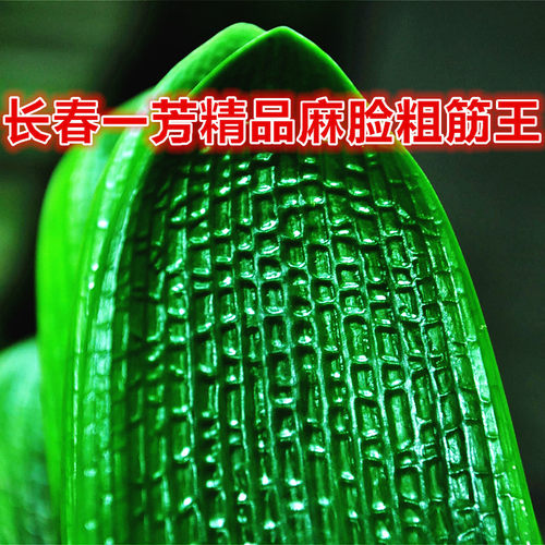 腊膜技师大桥金麦坑纹君子兰小苗